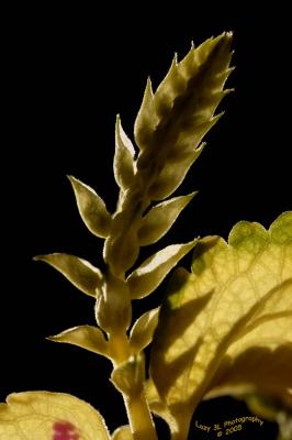 Coleus setting seedOctober 4