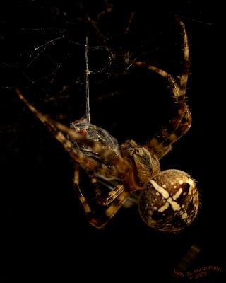 Full Meal Deal....spider styleOctober 5