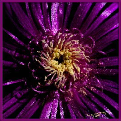 Nature's PinwheelOctober 7