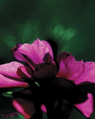 Garden AbstractOctober 8