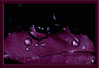 RaindropsOctober 6