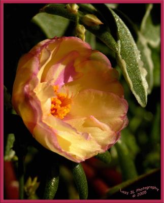 Another color variation of a Moss RoseOctober 10