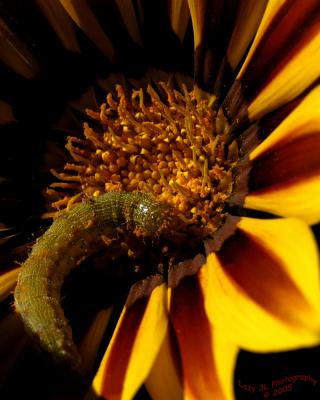 CaterpillarOctober 12