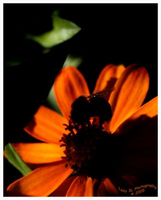 SilhouetteOctober 13