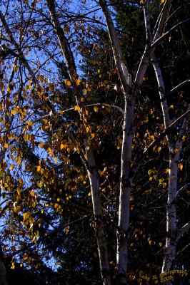 Morning SunOctober 27