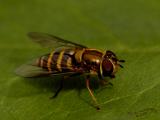 Hoverfly