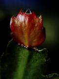Christmas Cactus<br>June 28