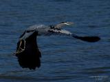 Blue Heron in Flight