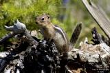 Chipmunk