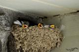 Cliff Swallow Babies<br>July 4