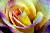 Raindrops on a Rose
