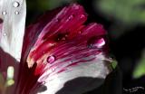 Sunlit Droplets<br>July 19