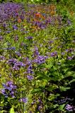 Roadside Wildflowers<br>August 3