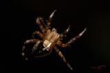 Busy Spider 3
