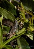 Grasshopper