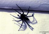 Spider Shadow<br>September 8