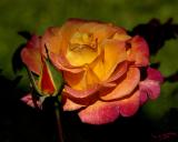 Sunlit Rose