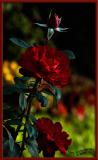 Red Roses<br>September 28