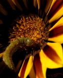 Caterpillar<br>October 12