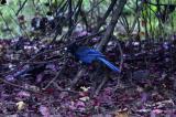 Blue Jay<br>October 25