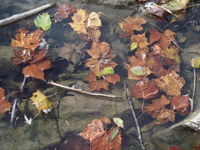 Fallen leaves