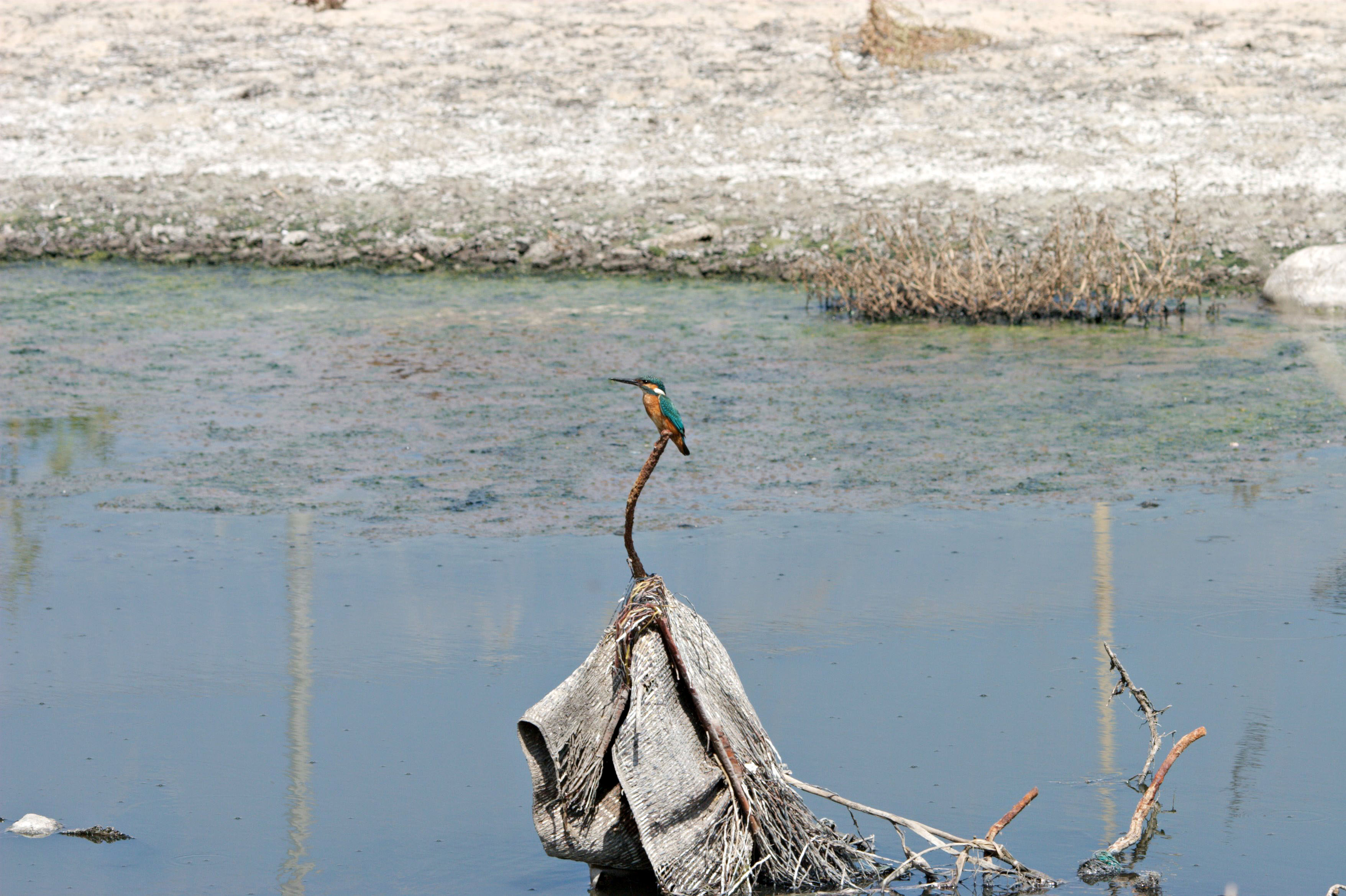Kingfisher amidst sewage