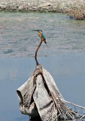Kingfisher amidst sewage (crop)