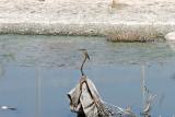Kingfisher amidst sewage