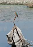 Kingfisher amidst sewage (crop)