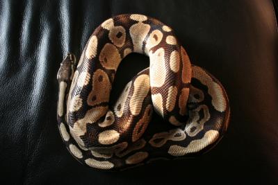 Python Royal