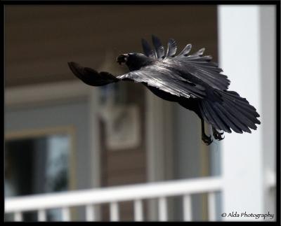 Crow with Dinner