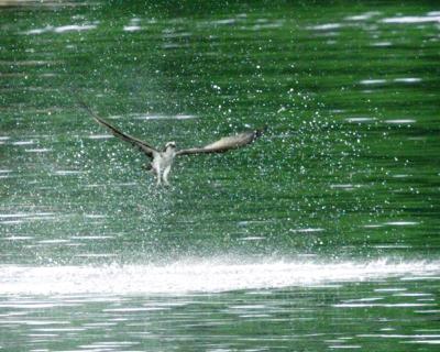 Osprey Waterspray