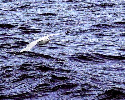 Seagull in Flight