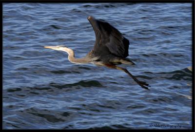 Blue Heron