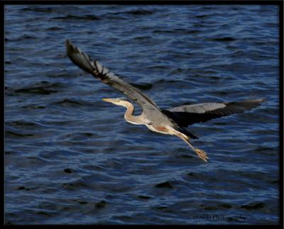 Blue Heron 2