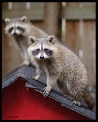 Baby Racoons