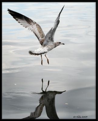 Young Gull