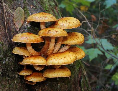 Fall Pholiota 2