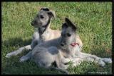 Wolfhound Puppies