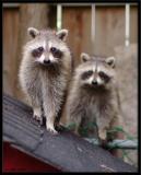Baby Racoons 2