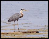 Heron in Bay