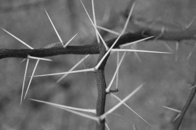 Desert Thorns
