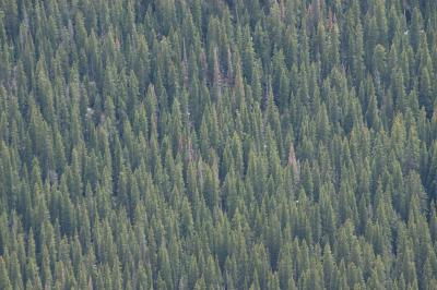 Forest Canyon
