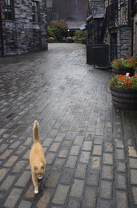The Highland Park distillery has two resident cats: Barley and Malt.  (Your guess is as good as mine.)