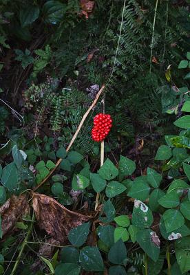 What are they?  (berries about 3/8-1/2 diameter)