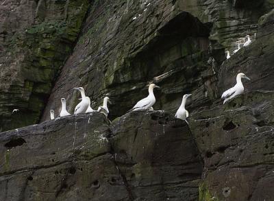 Gannets on the Noss Cliffs