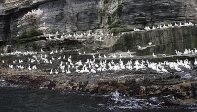 ... and more Gannets.