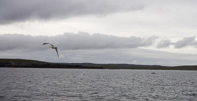 A gull and minke whale, northeast of Bressay.