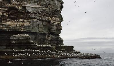 Gannets (twenty thousand at last count) inhabit Noss' eastern cliffs in September.