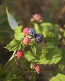 Delicious Blackcaps (Wild Black Rasberry)